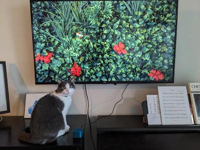 Button for Cat TV