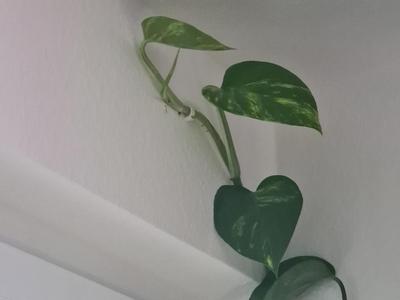 Cable - Plant Clip