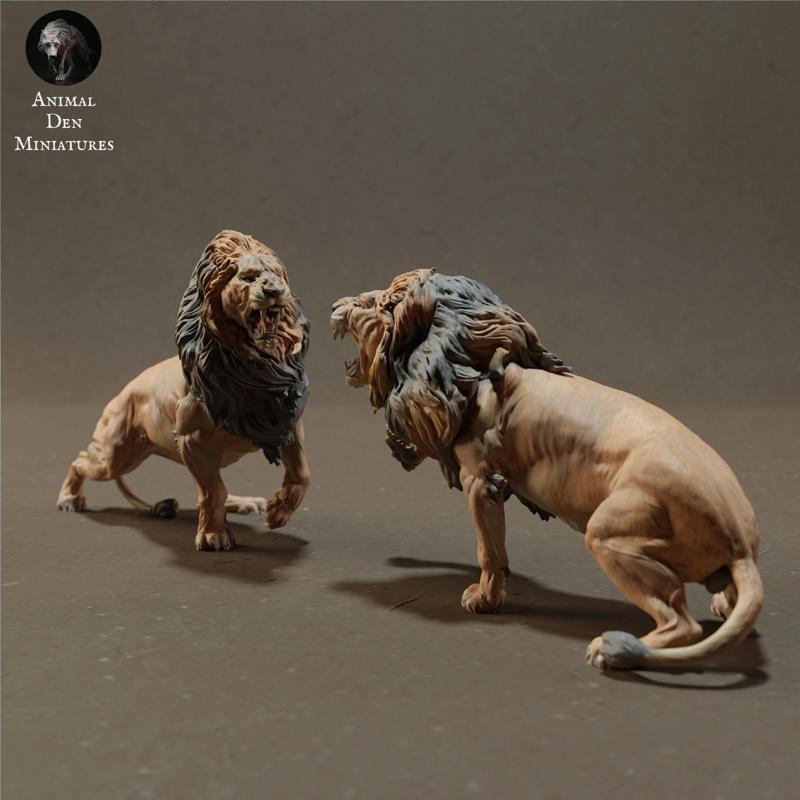 Lions Fight