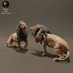 Lions Fight