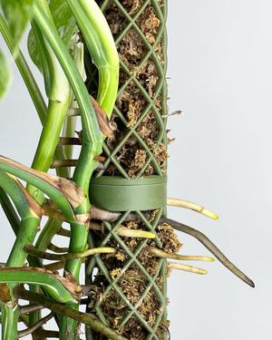 Modular Moss pole 60MM stake for houseplants