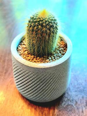 Succulent Planter