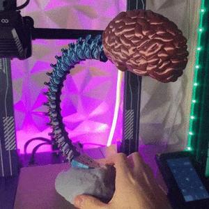 Articulated Spine-Brain
