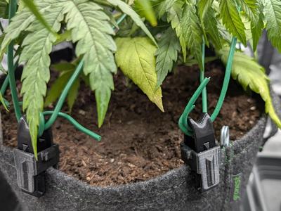 Low-Stress-Training fabric pot clip / Tarp tension