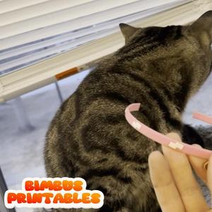 Jeff The Land Shark Flexible Collar🦈😺