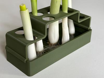 Regrow: Spring Onions