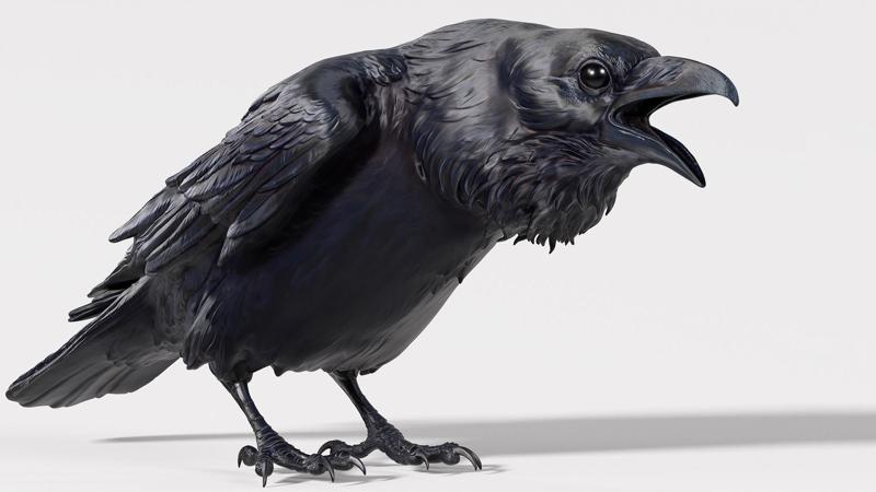 Crow – 3D Sculpting – High Poly