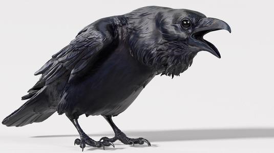Crow – 3D Sculpting – High Poly