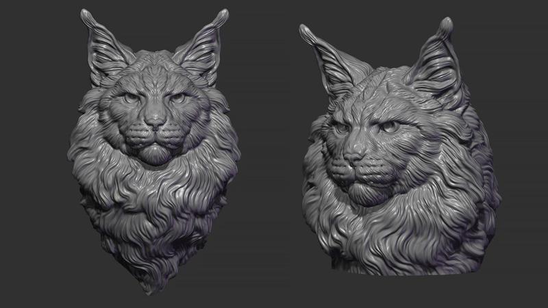 Maine Coon head
