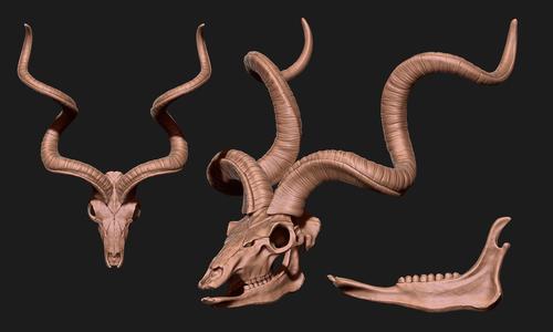 Kudu – Tragelaphus strepsiceros Skull – CNC and