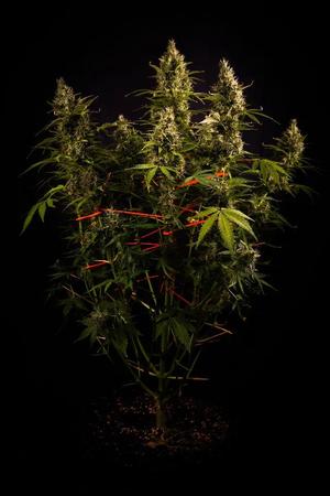Bud Organizer (SCROG-like)