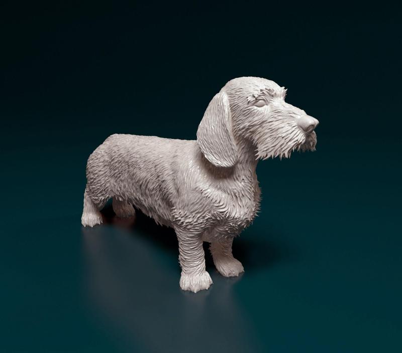 Dachshund Wire-haired