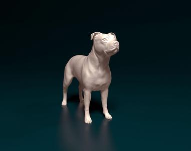 Pitbull dog