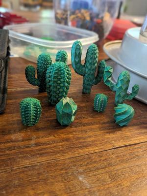 Cacti Collection- no pots