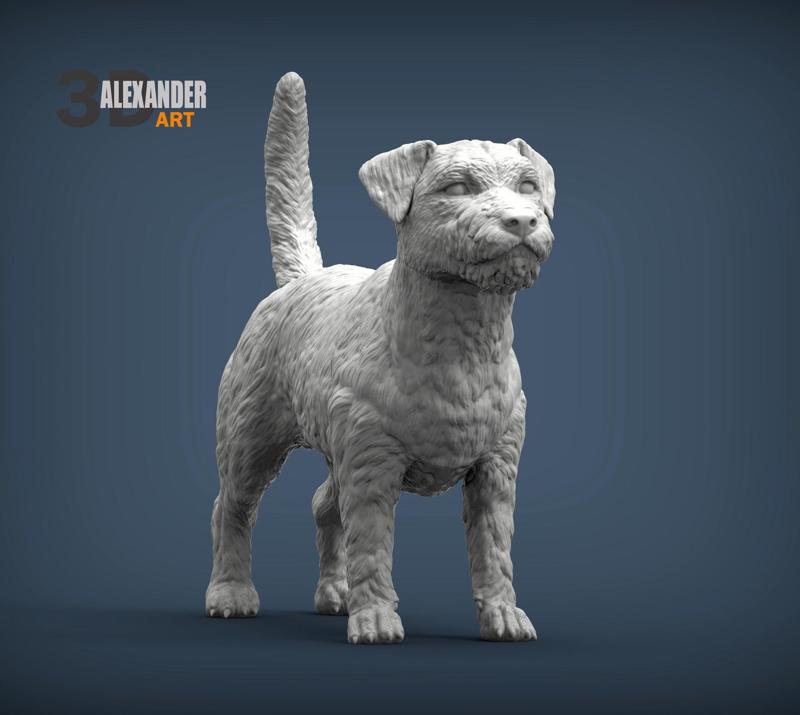 Jack Russell Terrier Longhair