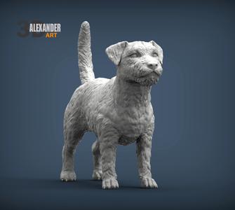 Jack Russell Terrier Longhair