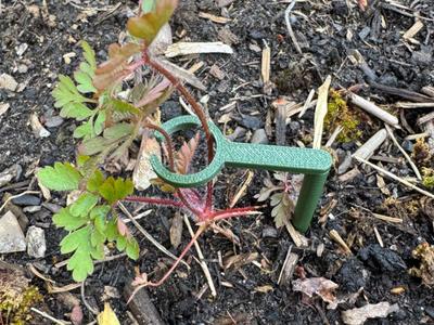 Seed Station Planting Stick
