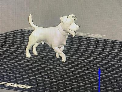 jack russel