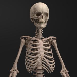 Skeleton – Anatomy Reference Figure (Pre-Supported)