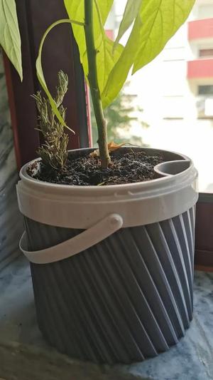Self Watering Vase for Yogurt Container (Lidl / Aldi)